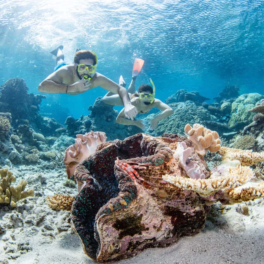 ケアンズ：シルバースウィフトでグレートバリアリーフの3サイトを1日で