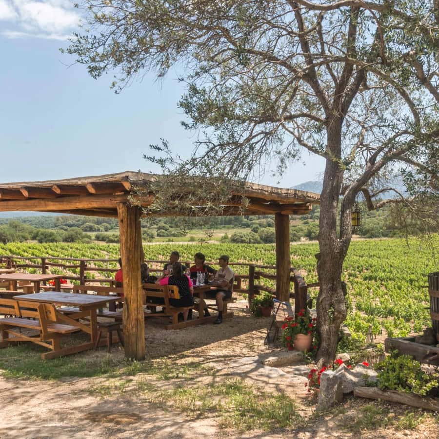 Sardinia: Dorgali Winery Tour with Tasting and Local Guide | GetYourGuide, image size:900x900