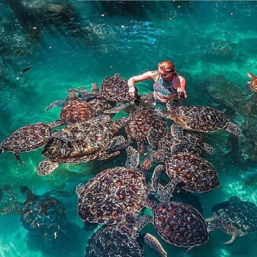 アートパネル　タートル　亀　マナティ　ジュゴン　アザラシ　滝　海　魚　熱帯雨林 649b53e1bc95a.jpeg