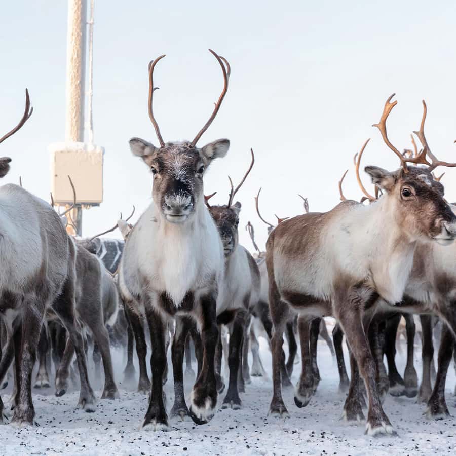 アービスコ/ビョルクリーデン発：キルナのサーミとトナカイを訪ねて