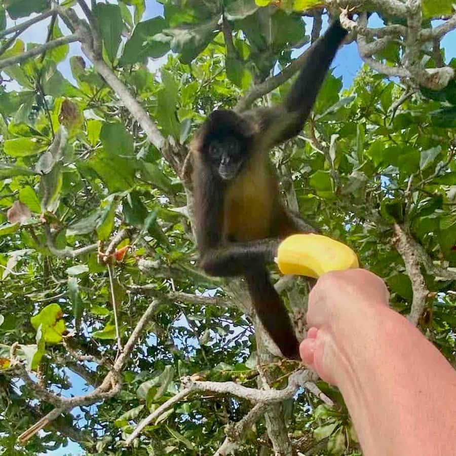 Fra Panama City: Caribbean Island Hopping \u0026 Portobelo Fort | GetYourGuide, image size:900x900