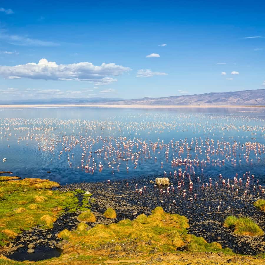 2일간의 마법의 나트론 호수 사파리 | GetYourGuide
