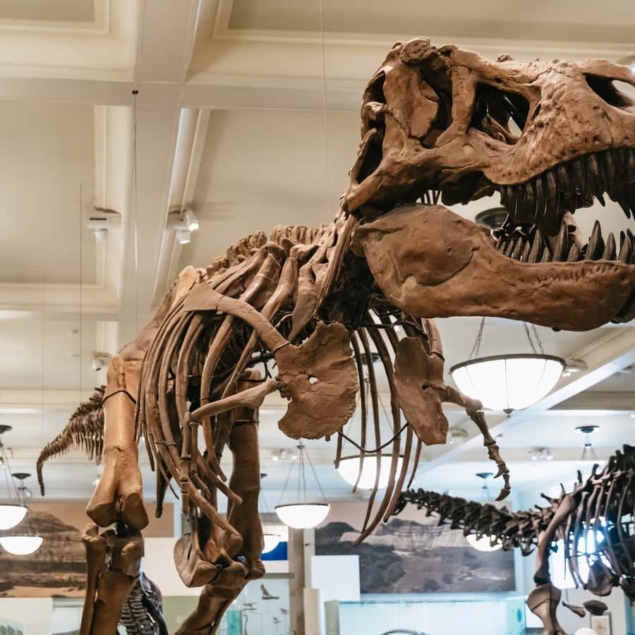 New York City : American Museum of Natural History Billet | GetYourGuide, image size:900x900