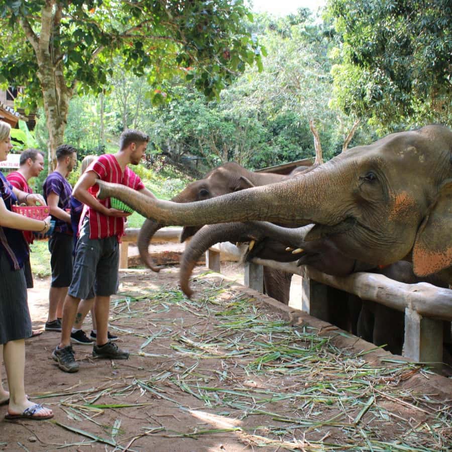 Au départ de Delhi : visite du Taj Mahal au lever du soleil avec le centre  Elephant SOS | GetYourGuide, image size:900x900