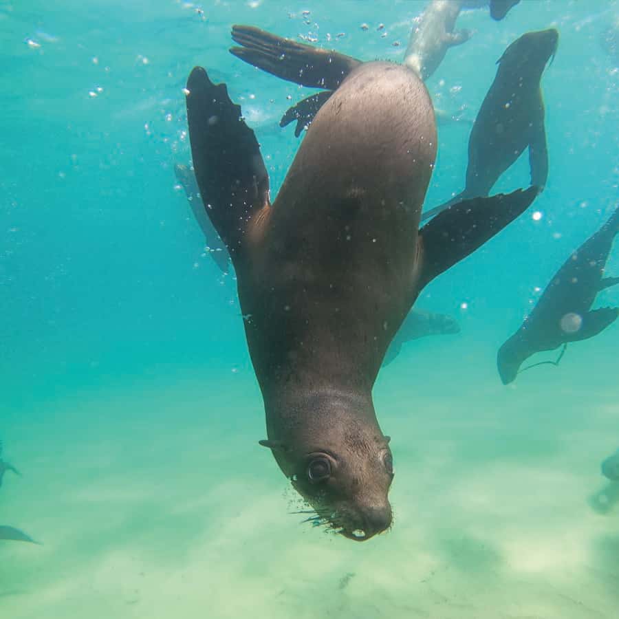 Plettenberg Bay: Schwimmen mit den Robben | GetYourGuide, image size:900x900