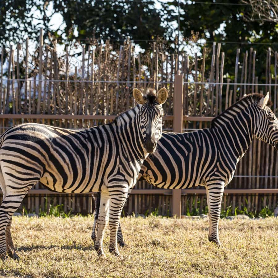 雪梨：塔龍加動物園門票| GetYourGuide