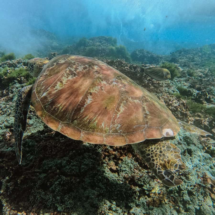 バリ発：ヌサペニダのマンタポイントでスノーケリング＆ランドツアーを