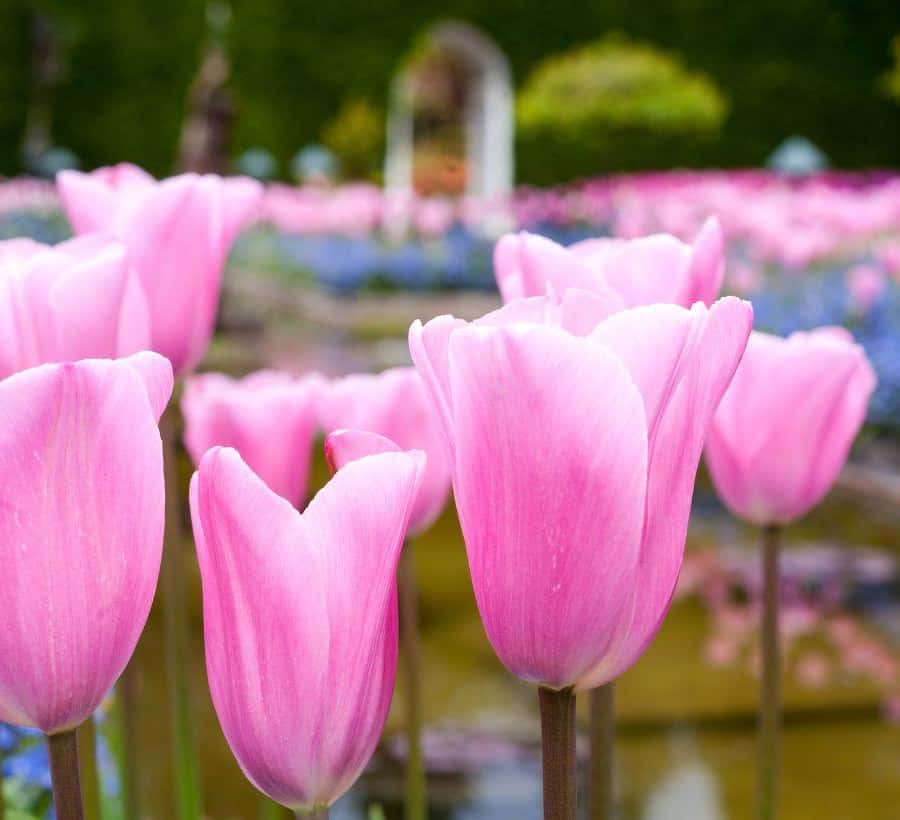 Pippin VictorianPark ビクトリアンパーク バンクーバーからビクトリアとブッチャートガーデンへの日帰り旅行