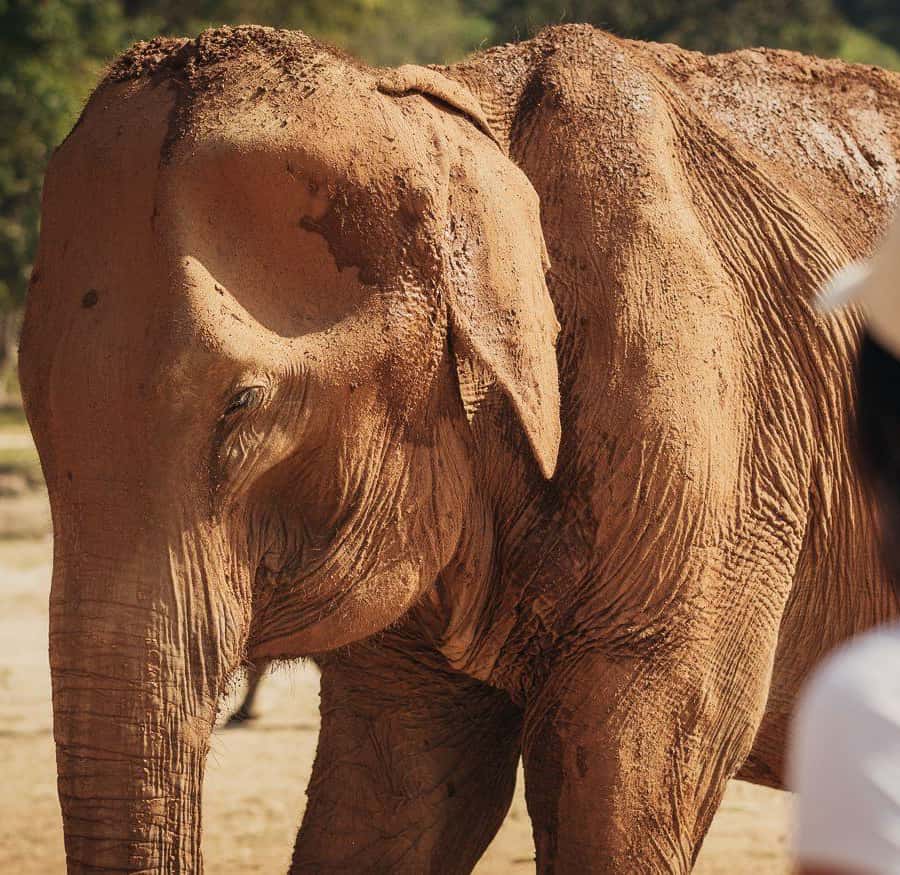 Au départ de Delhi : lever du soleil sur le Taj Mahal, fort d'Agra et  excursion à dos d'éléphant | GetYourGuide, image size:900x875