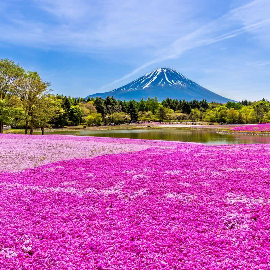 Tokyo: Mt. Fuji Photo Spots, Pink Moss & Cherry Blossom Tour