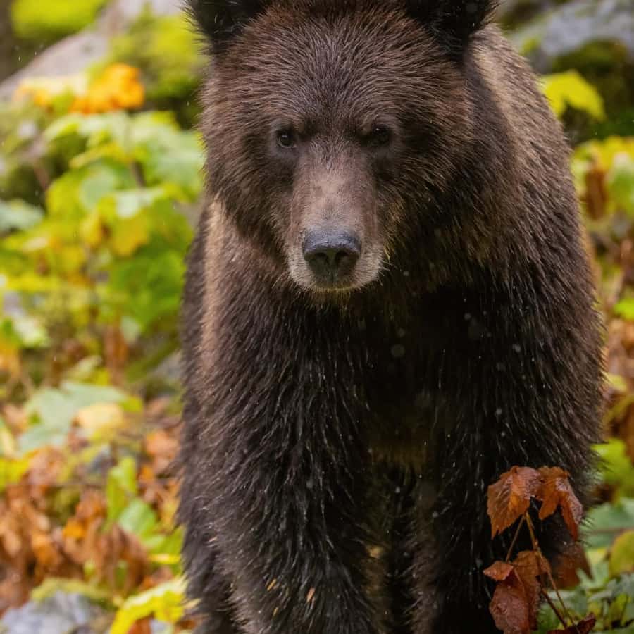 Campbell River: Dagstur med grizzlybjørn og lunsj | GetYourGuide, image size:900x900