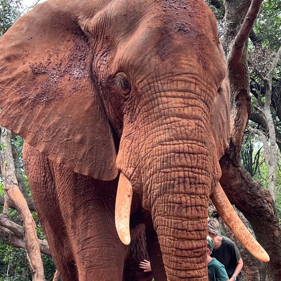 Foto mostra um elefante salvando filhote de leoa! Será verdade?, image size:900x900