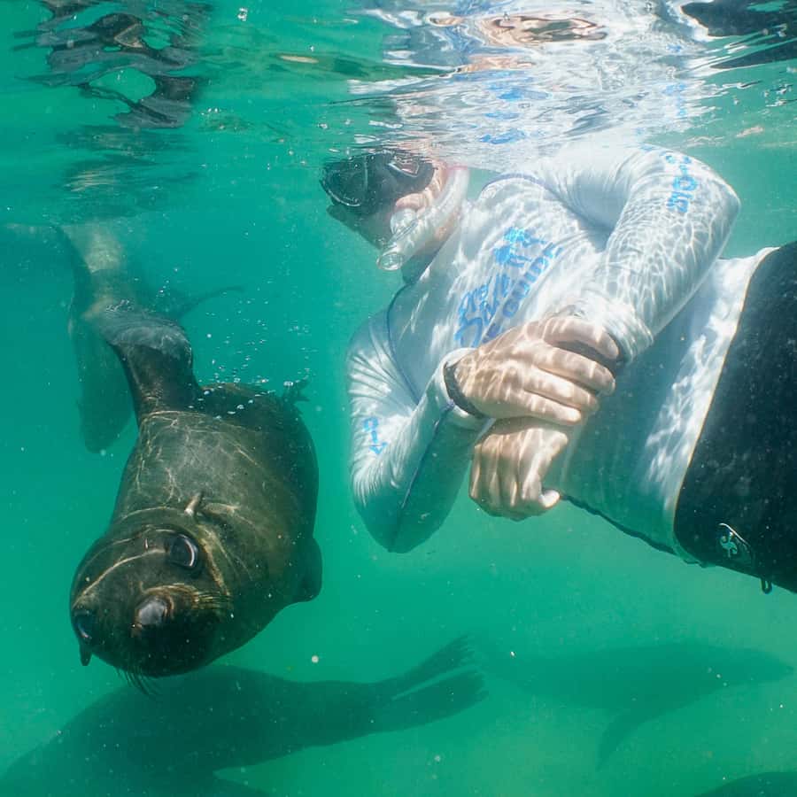 Plettenberg Bay: Schwimmen mit den Robben | GetYourGuide, image size:900x900