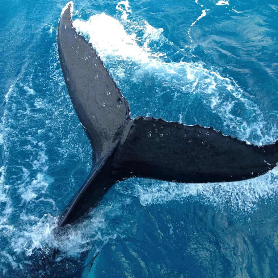 ヌーサから出発するスリラー・ホエールウォッチングツアーをご利用