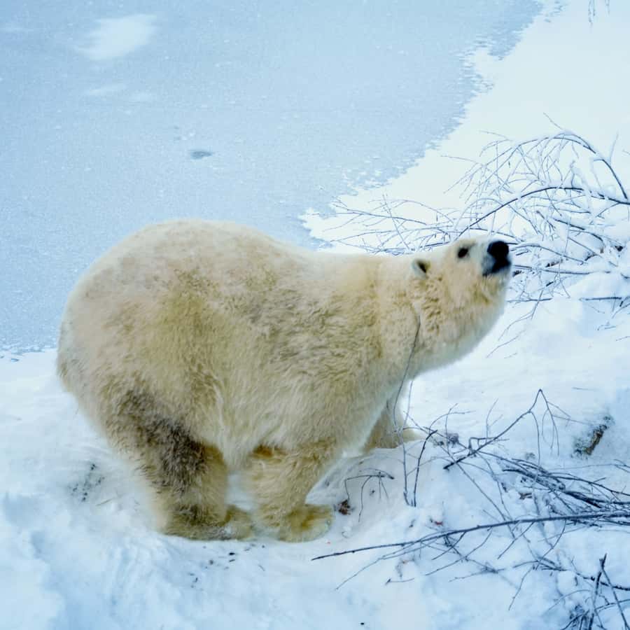 罗瓦涅米：Ranua 北极野生动物园和热烧烤午餐+ 接送服务| GetYourGuide