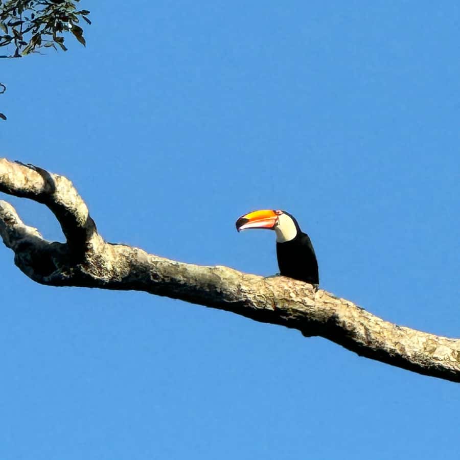 巴西伊瓜苏瀑布、鸟类公园游船游猎全部门票| GetYourGuide, image size:900x900