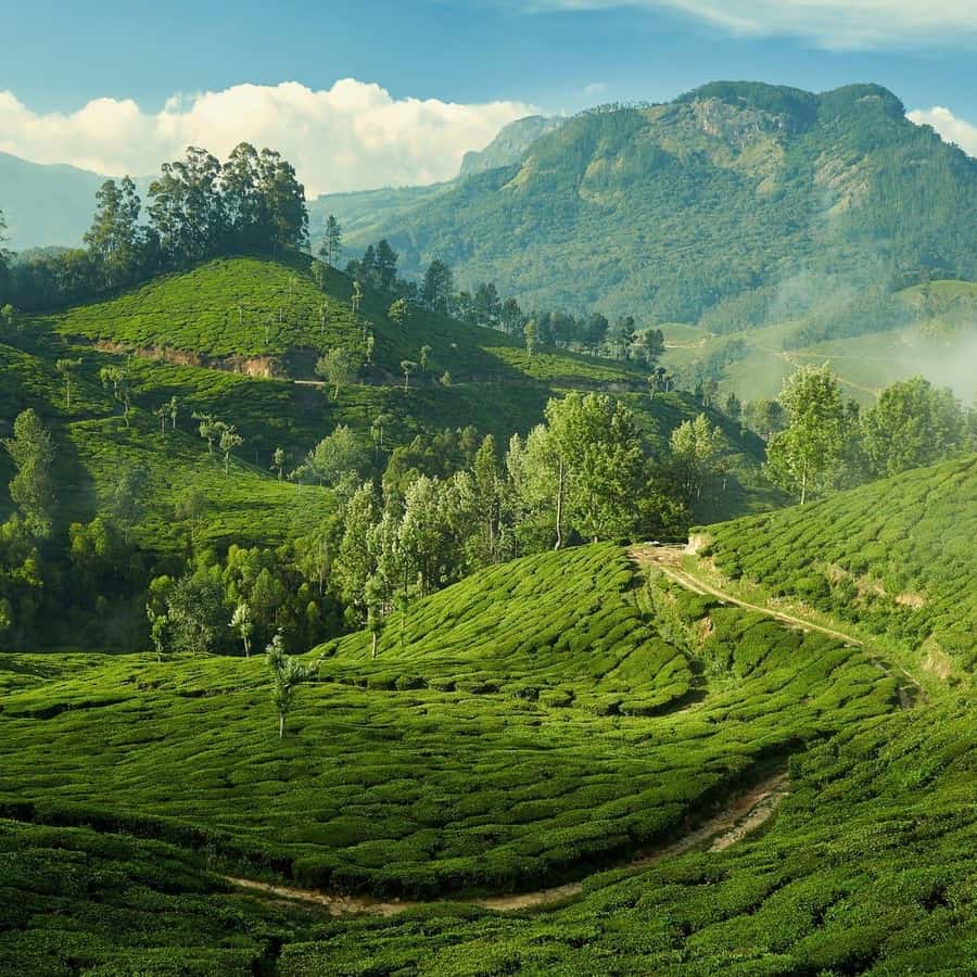 Fra Kochi: 2-dagers guidet tur til Munnar Hill Station | GetYourGuide, image size:900x900