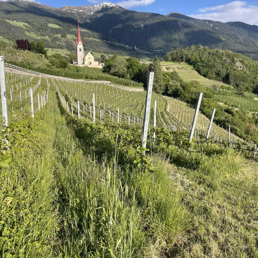 Hike \u0026 Wine: Trekking through the vineyards of Bressanone and wine tasting  | GetYourGuide, image size:900x900