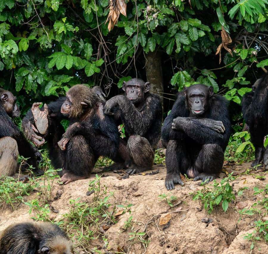 チンパンジーの惑星：チンプンガの中心部でのナビゲーションと出会い