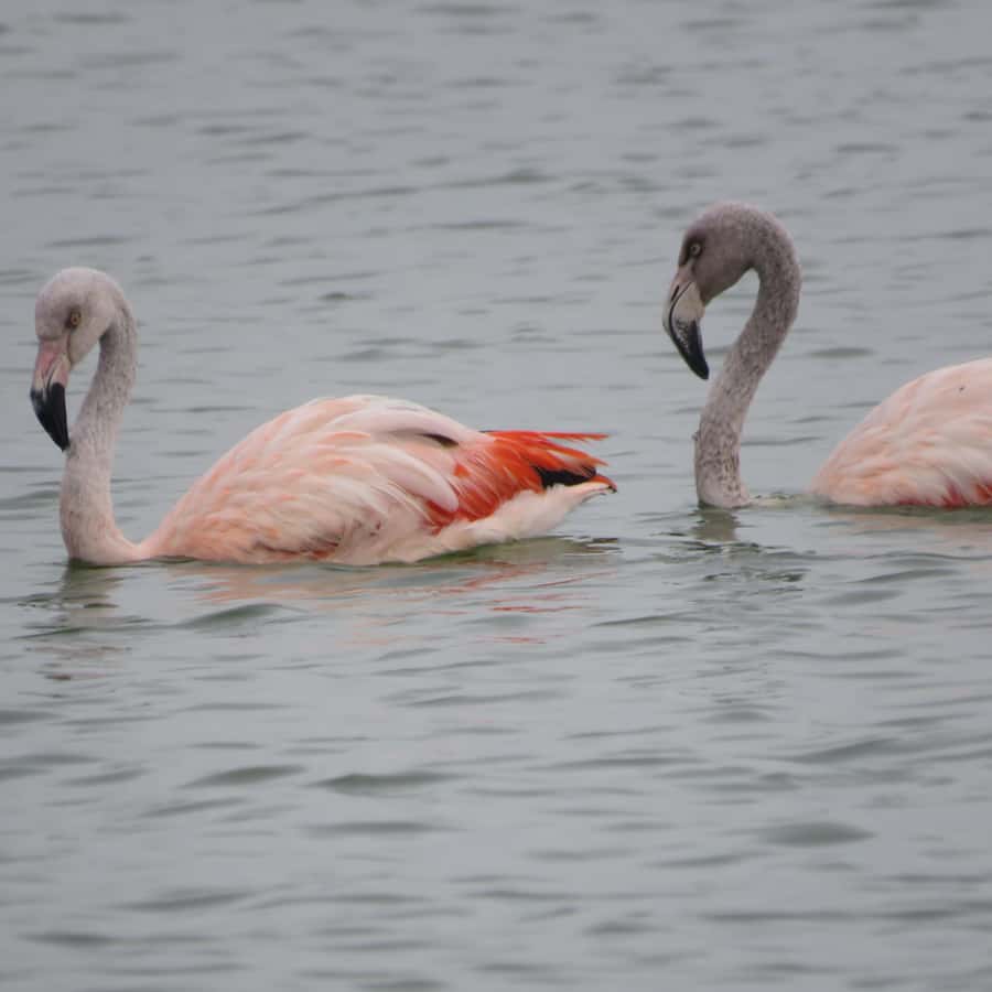 巴西- 第3 页- ONE Championship – The Home Of Martial Arts, image size:900x900