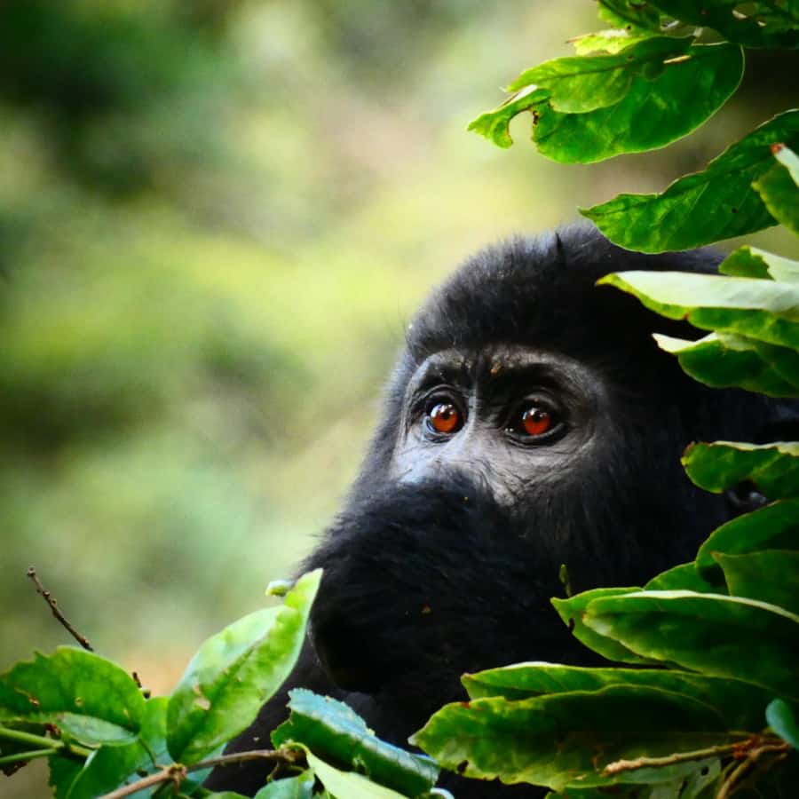 3日間のゴリラツアー | GetYourGuide