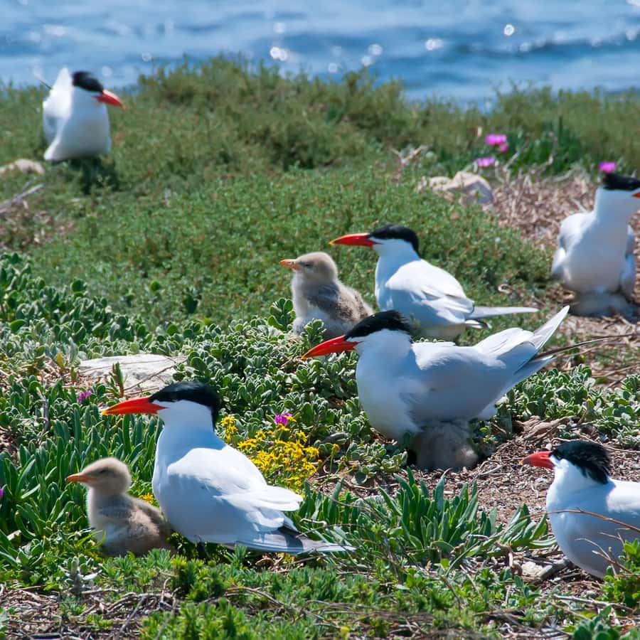 Rockingham: Shoalwater Islands, Dolphins, and Sea Lions Tour