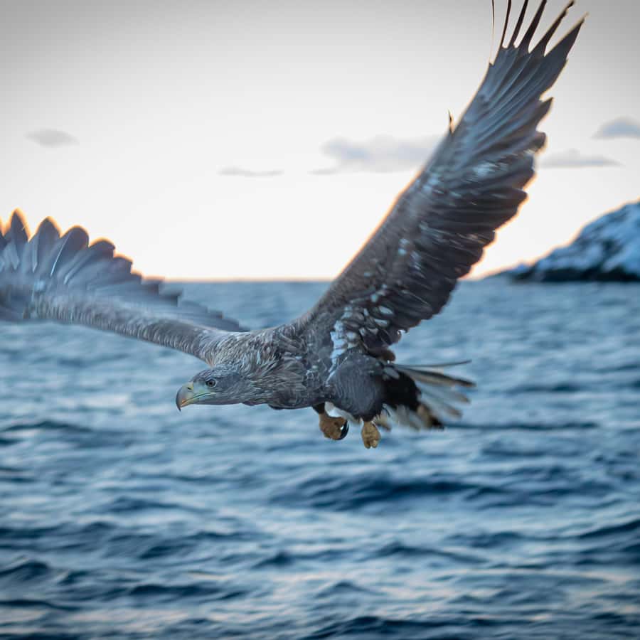 从斯沃尔韦尔出发：罗弗敦特罗尔峡湾海雕观光之旅| GetYourGuide, image size:900x900