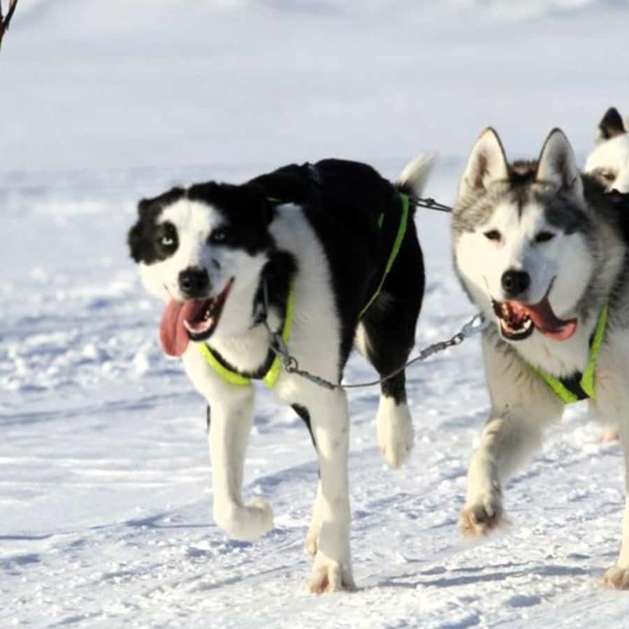 不是哈士奇是博美，是博美啦#哈士奇#立体画#골든리트리버#pet #宠物#宠物画像#萌宠#dog #puppy | TikTok, image size:900x900