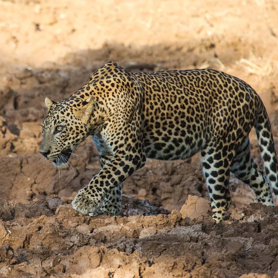 자연의 사슴 스티커 3d 디자인 Droides De 동물상 및 동물상 베르데 클립 아트 벡터, 사슴 클립 아트, 자연 클립아트, 스티커  클립아트 PNG, 일러스트 및 벡터 에 대한 무료 다운로드 - Pngtree, image size:900x900