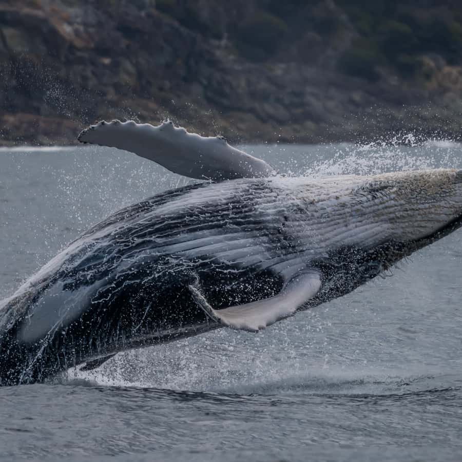 ヌーサから出発するスリラー・ホエールウォッチングツアーをご利用