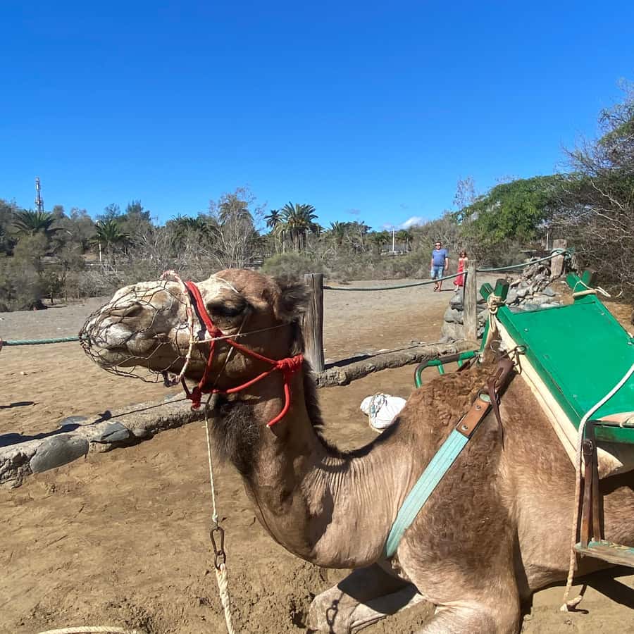 Descarga Vector De Diseño De Camiseta De Hierba Para Fumar Animal Camello, image size:900x900