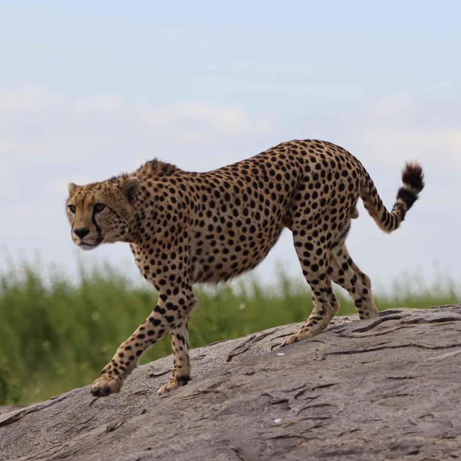 4 天坦尚尼亞聖誕節和新年野生動物園假期| GetYourGuide