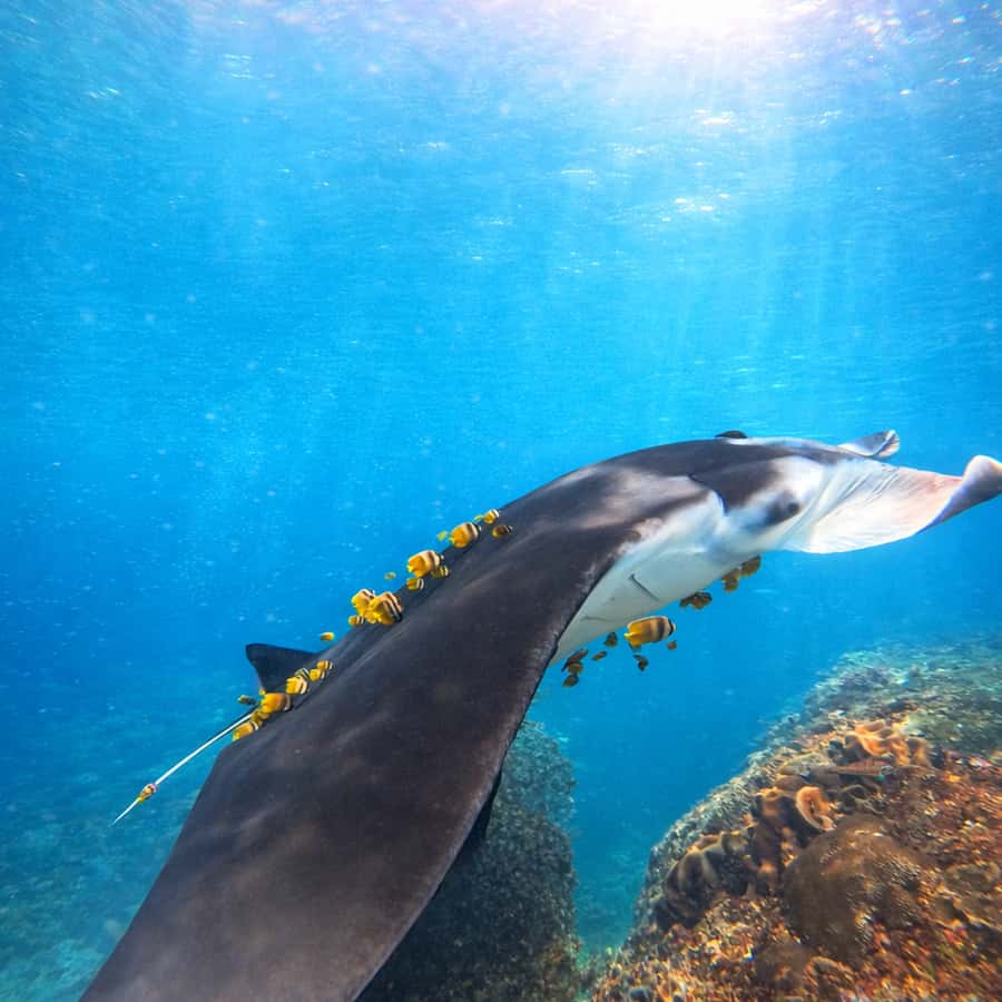 バリ発：ヌサペニダのマンタポイントでスノーケリング＆ランドツアーを