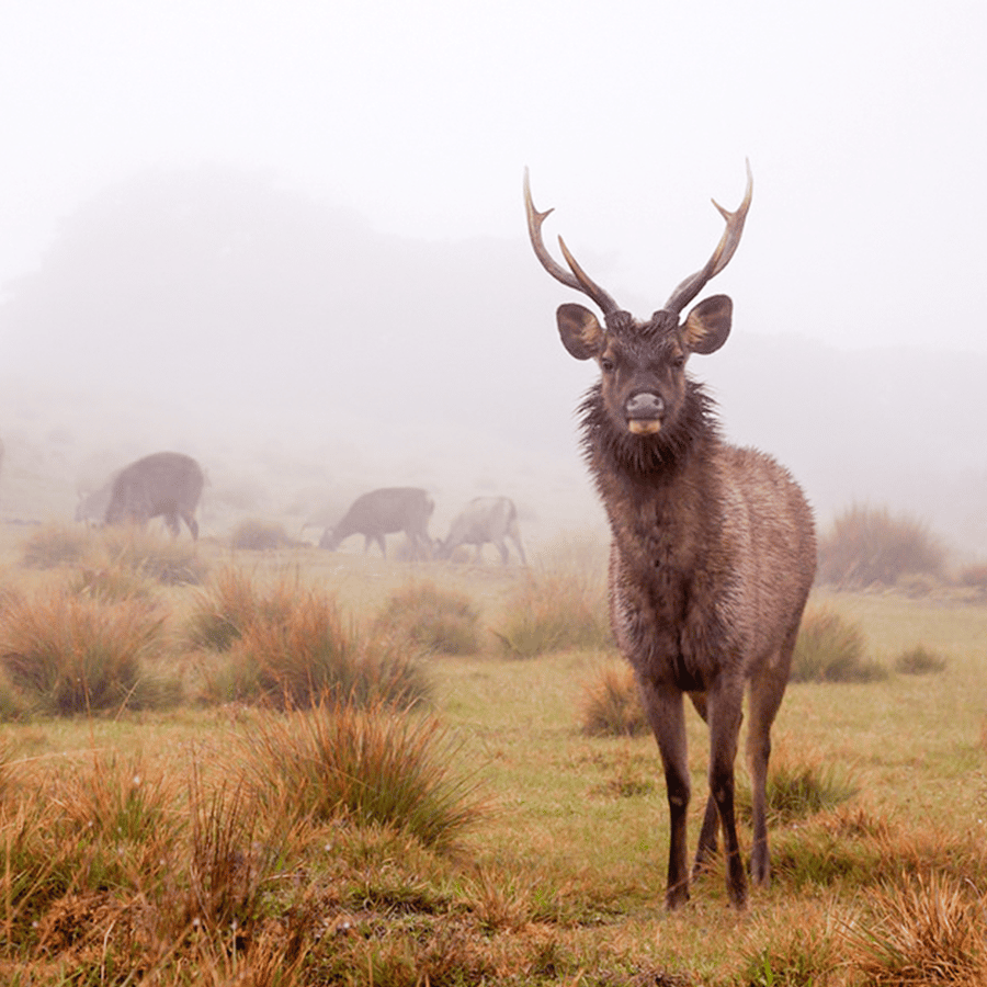Visita exclusiva a Nuawara Eliya: Visita às planícies de Horton e à fábrica  de chá | GetYourGuide, image size:900x900