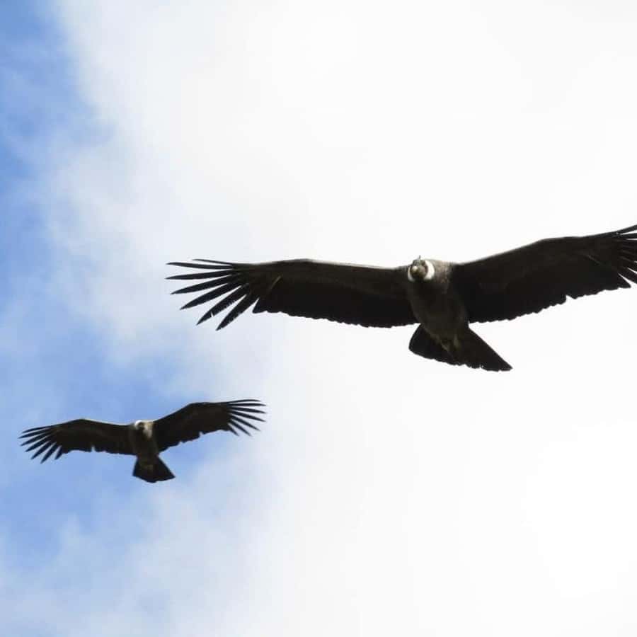 Andean Condor Vultur Gryphus Big Bird Stock Photo 674144110 | Shutterstock, image size:900x900