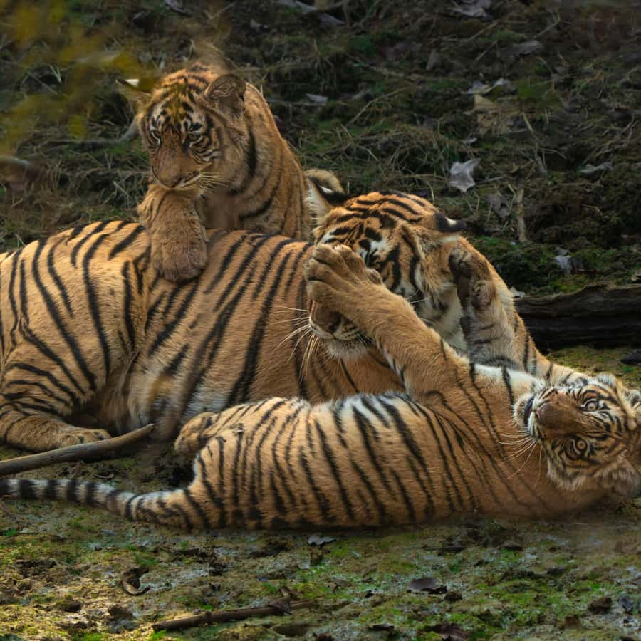 잔디에 시베리아 호랑이의 초상화. 클로즈업된 동물. 스톡 사진 2627750343 | Shutterstock, image size:900x900