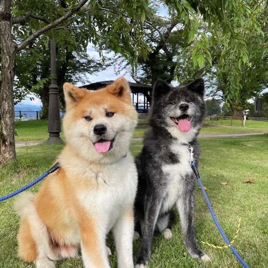 Akita: AKITA DOG DAY! A day tour by public transport | GetYourGuide