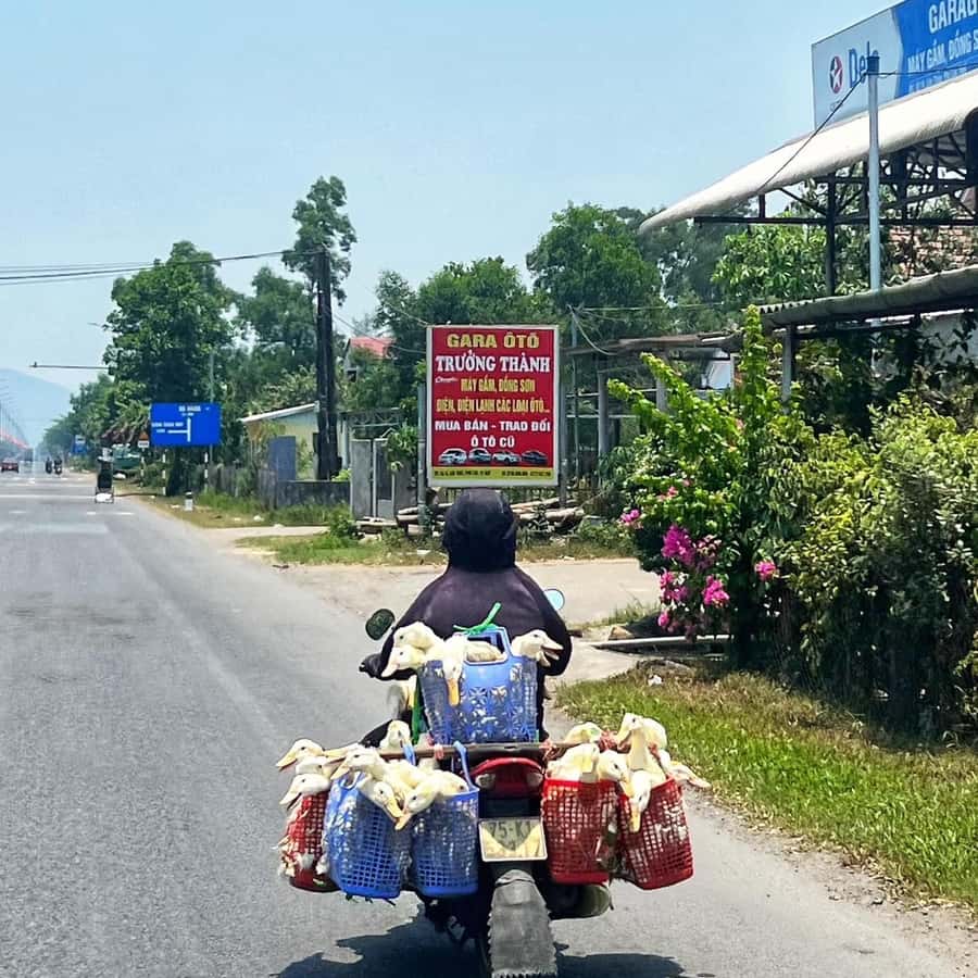 Easy Rider Motorbike Tour via Hai Van Pass: HoiAn/DaNang/Hue | GetYourGuide, image size:900x900