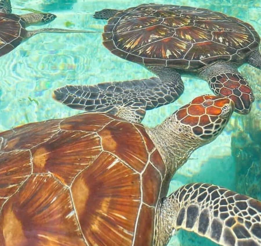 ザンジバル：巨大陸亀とサラーム洞窟海亀ツアー | GetYourGuide