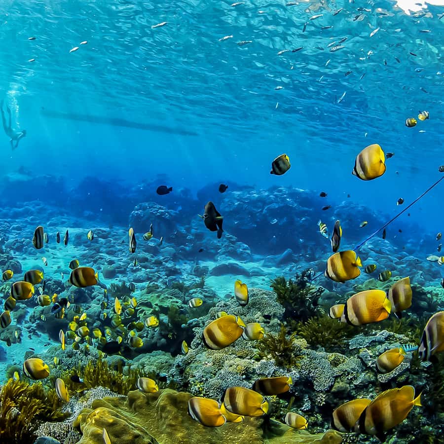 マンタの遊泳、ホヌの遊泳 ２パネルセット バリ島発：ヌサペニダでマンタと一緒に泳ぐ | GetYourGuide