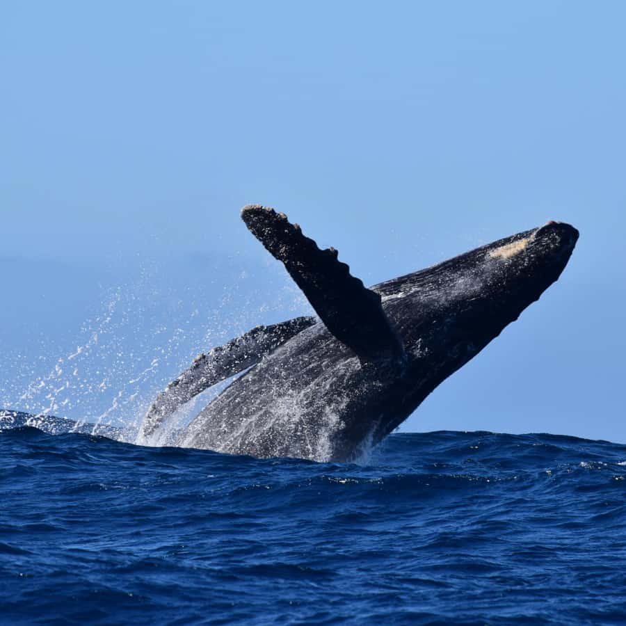 卡波賞鯨：團體賞鯨之旅- 免費照片| GetYourGuide