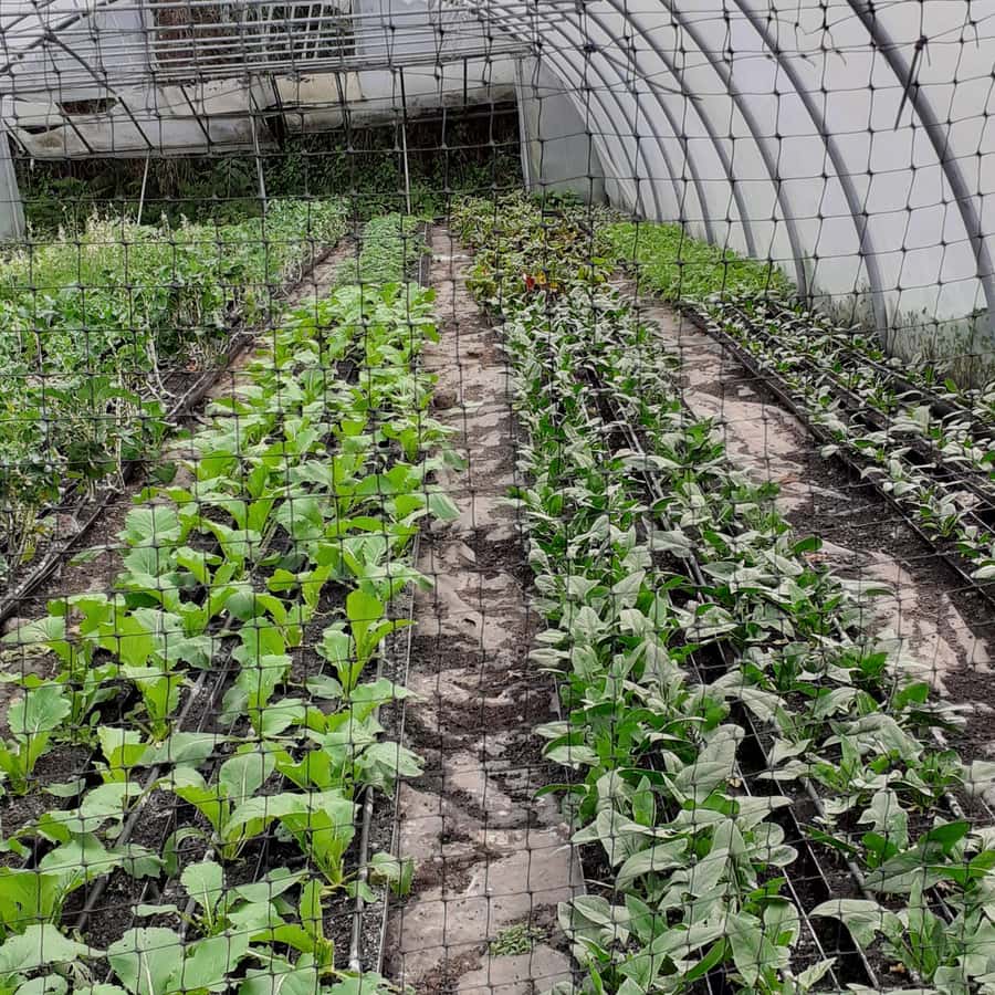 参观皮科岛上的农场| GetYourGuide, image size:900x900