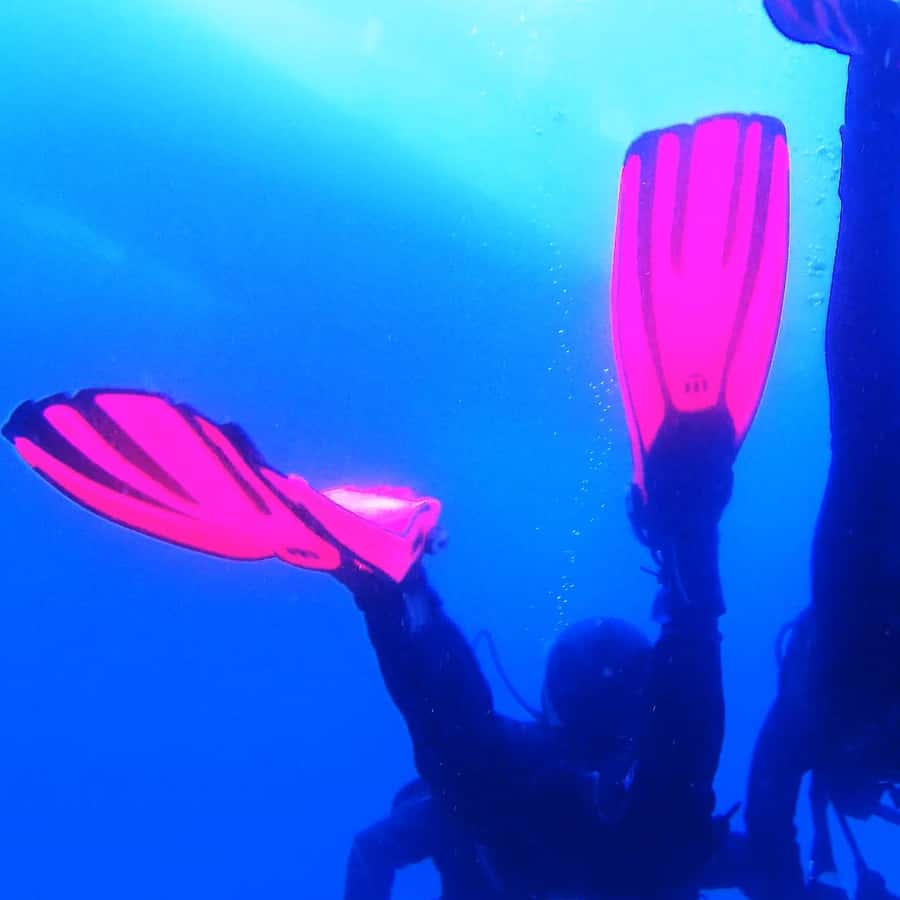 Bin beim Tauchen in Port Hardy auf diesen Mondfisch (Mola Mola) gestoßen  [OC], image size:900x900