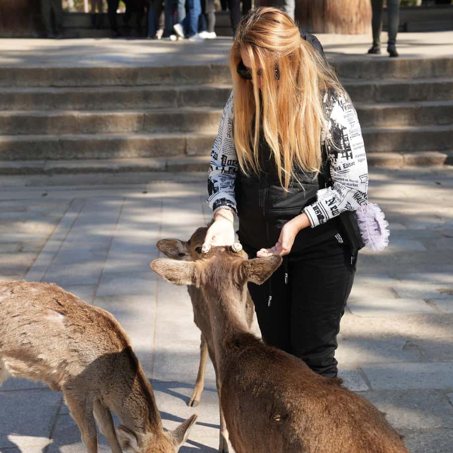 京都発：奈良、大阪、神戸日帰りツアー – 3都市を1日で巡る | GetYourGuide