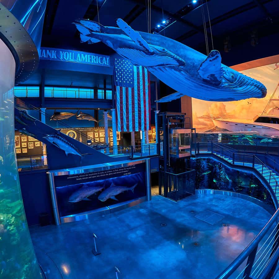 Springfield: Wonders of Wildlife National Museum & Aquarium | GetYourGuide