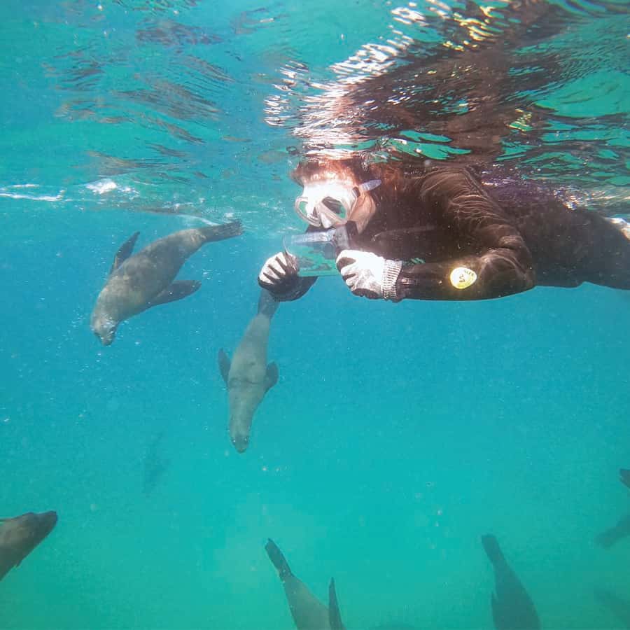 Plettenberg Bay: Schwimmen mit den Robben | GetYourGuide, image size:900x900