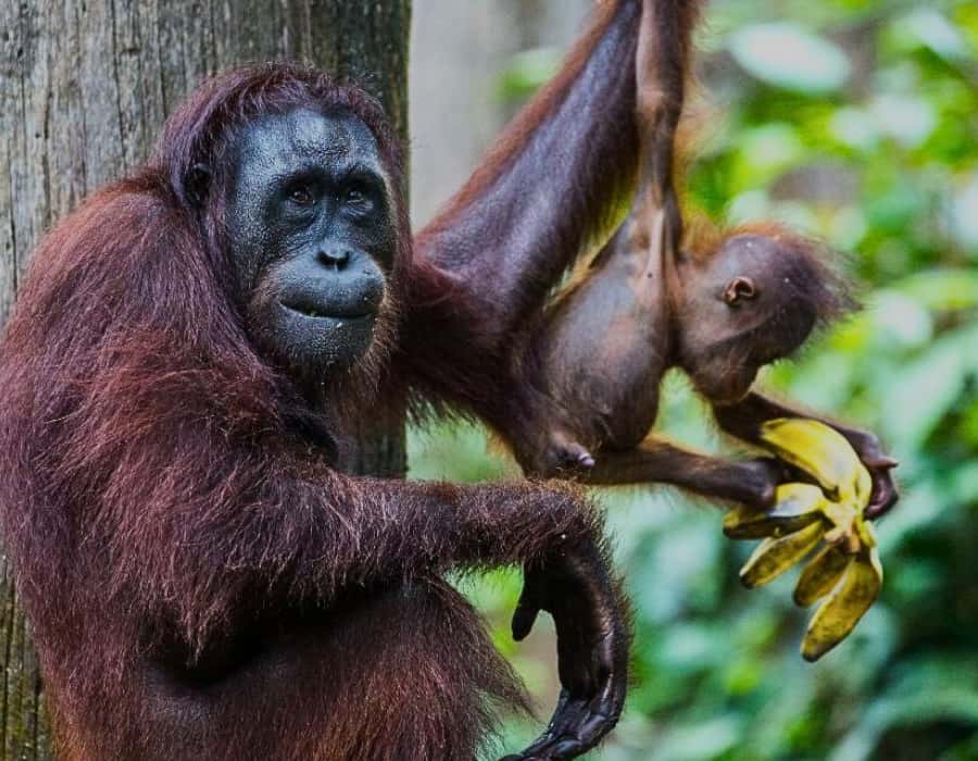 セピロック・オランウータン＆マレーグマ半日ツアー｜サンダカン発