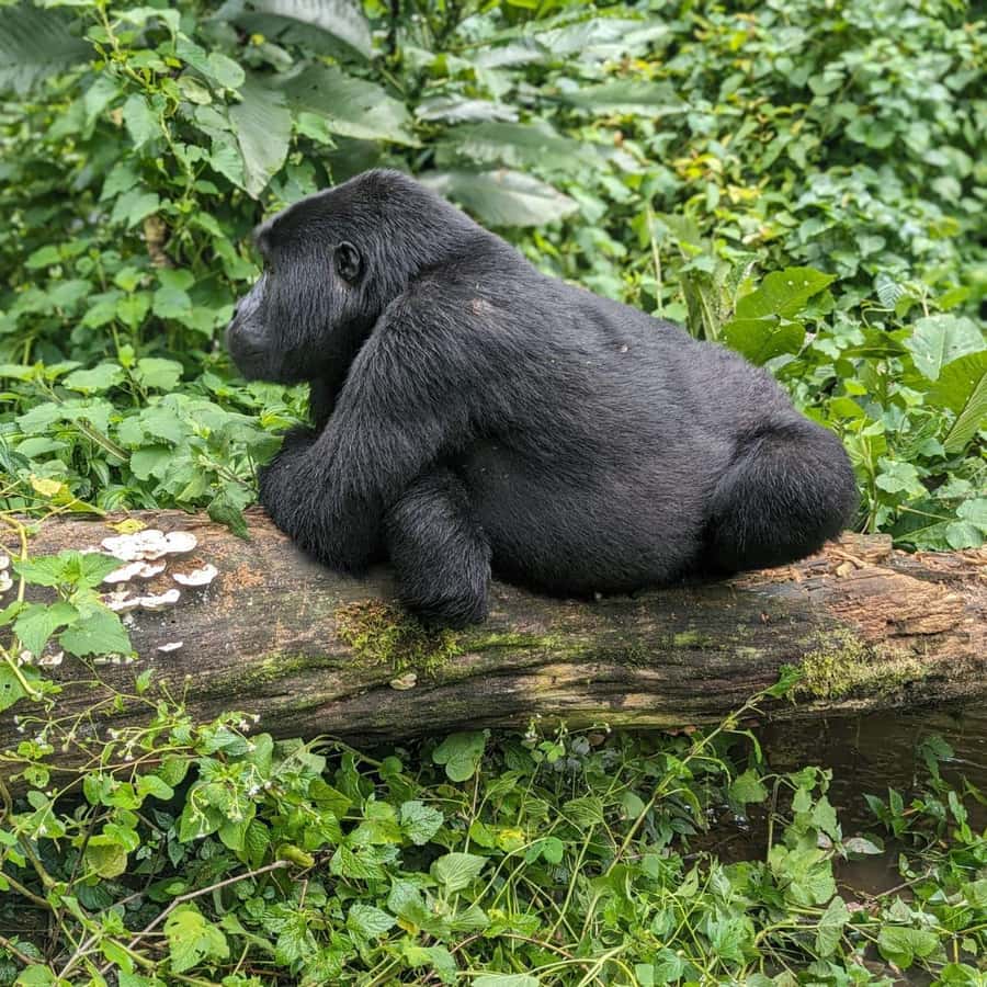 コリラ b0c9298e9f130c2892053dc2693fab