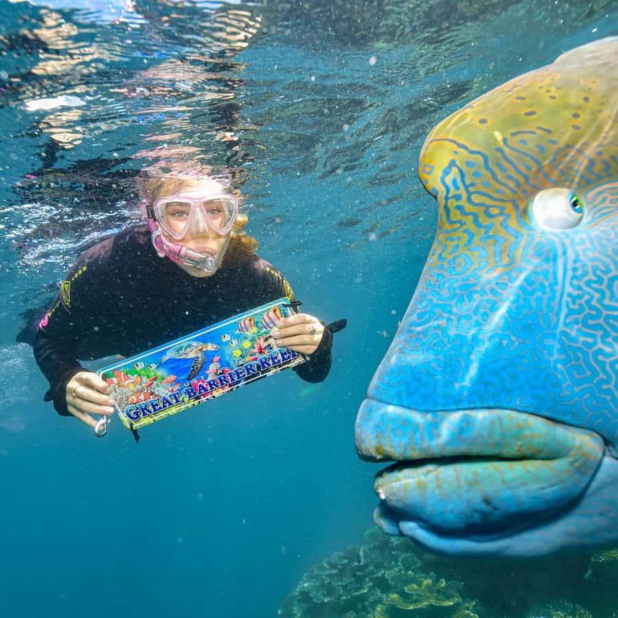 ケアンズ：2日間のバリアリーフ ポンツーンとフィッツロイ島ツアー