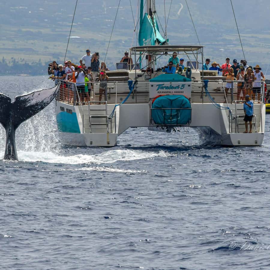 Maui: Ka'anapali Whale Watching Cruise on Luxury Sailboat | GetYourGuide, image size:900x900
